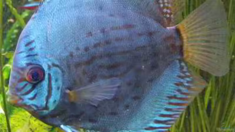 Besatz im Aquarium Südamerika, Existiert nicht mehr, Beispiel von H.T. (27)