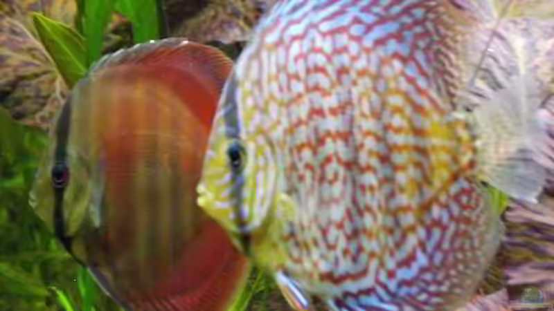 Besatz im Aquarium Südamerika, Existiert nicht mehr, Beispiel von H.T. (28)