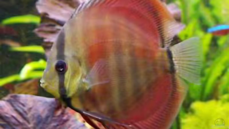 Besatz im Aquarium Südamerika, Existiert nicht mehr, Beispiel von H.T. (29)