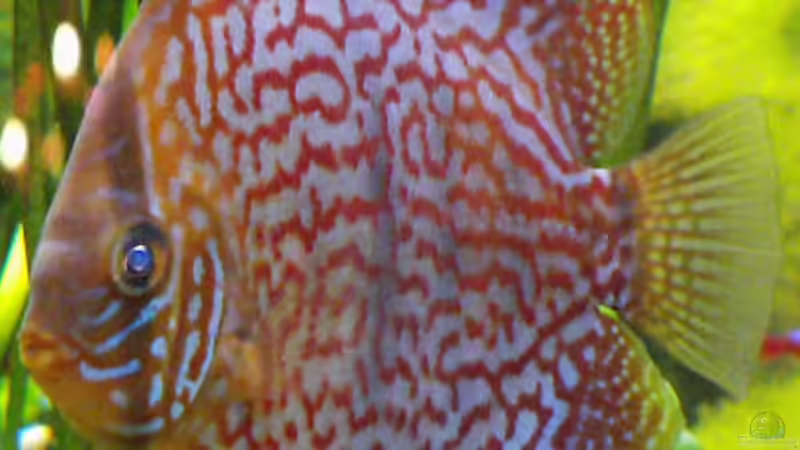 Besatz im Aquarium Südamerika, Existiert nicht mehr, Beispiel von H.T. (32)