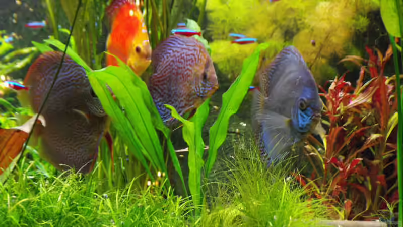 Besatz im Aquarium Südamerika, Existiert nicht mehr, Beispiel von H.T. (33)