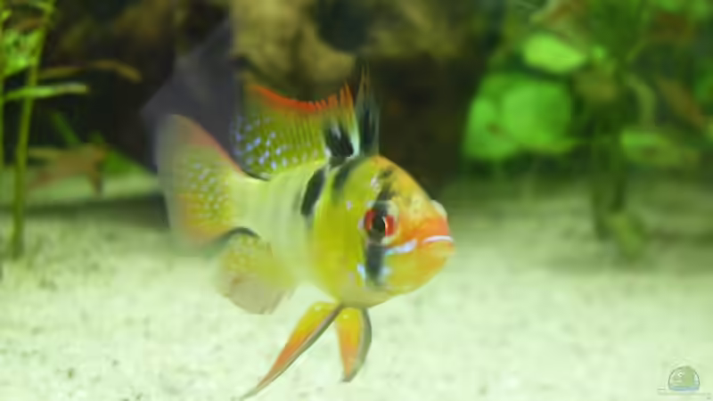 Besatz im Aquarium Südamerika 160L von Mertin (6)