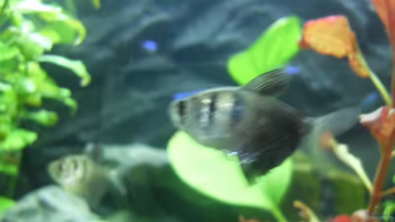 Besatz im Aquarium Südamerika 160L von Mertin (8)