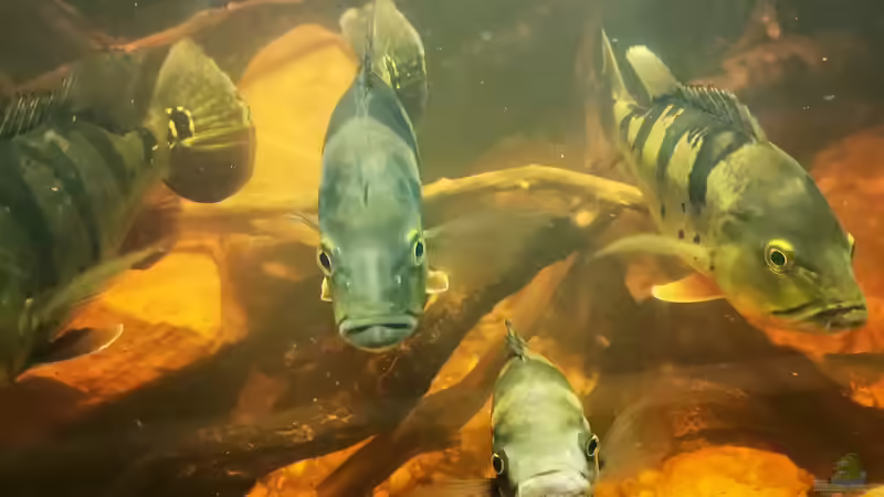 Besatz im Aquarium Südamerika 4.0 von Thomas Michel (70)
