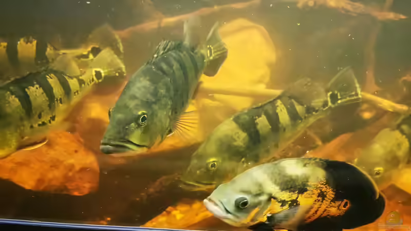 Besatz im Aquarium Südamerika 4.0 von Thomas Michel (71)