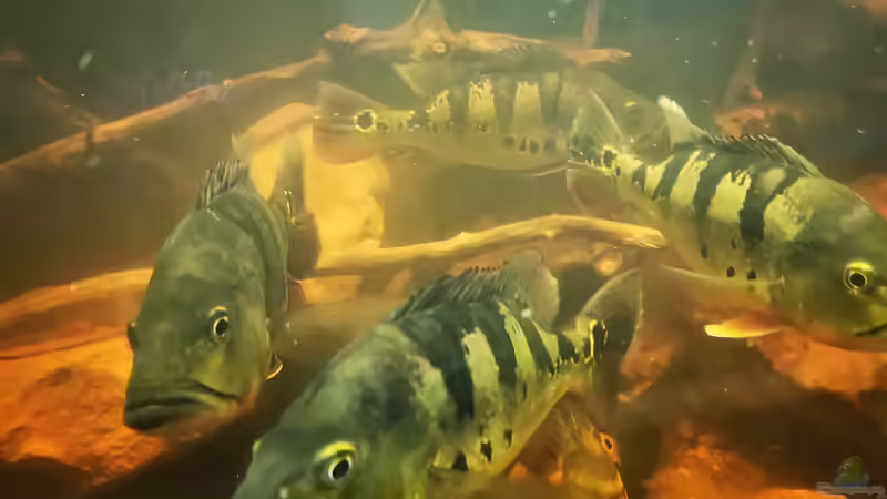 Besatz im Aquarium Südamerika 4.0 von Thomas Michel (72)