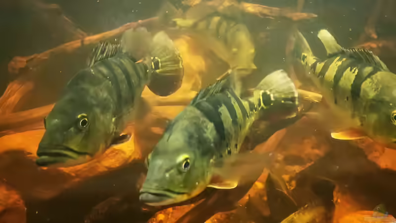 Besatz im Aquarium Südamerika 4.0 von Thomas Michel (73)