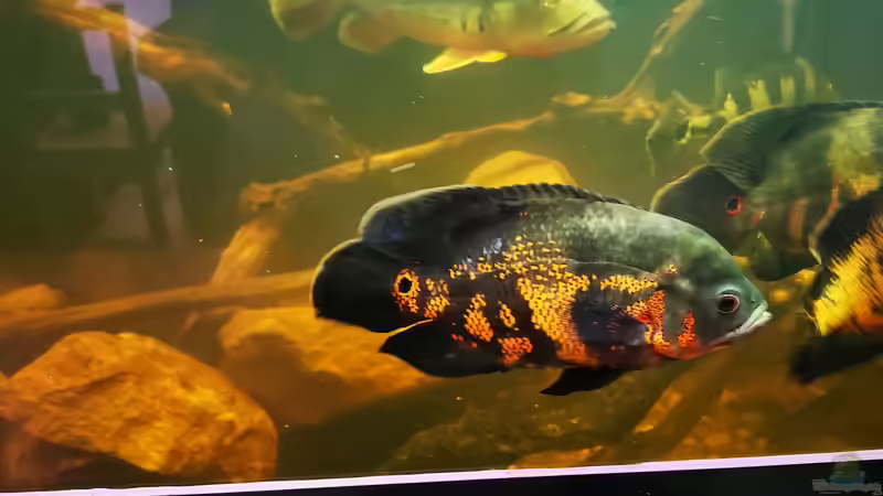 Besatz im Aquarium Südamerika 4.0 von Thomas Michel (74)