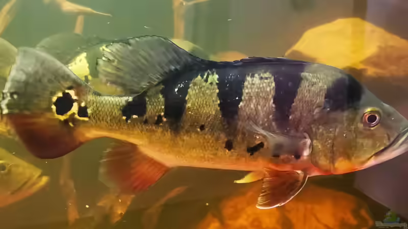 Besatz im Aquarium Südamerika 4.0 von Thomas Michel (75)