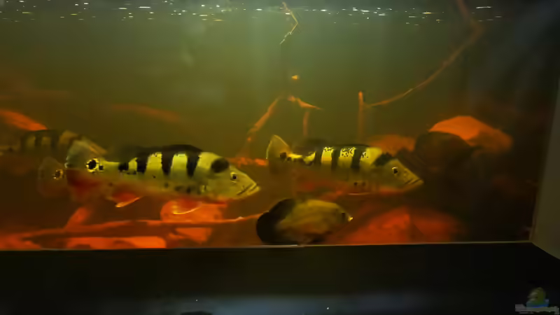 Besatz im Aquarium Südamerika 4.0 von Thomas Michel (76)