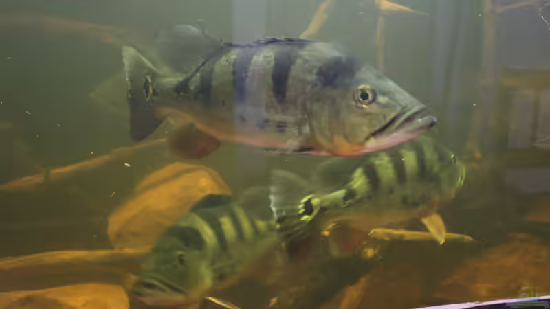 Besatz im Aquarium Südamerika 4.0 von Thomas Michel (78)