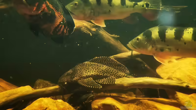 Besatz im Aquarium Südamerika 4.0 von Thomas Michel (79)