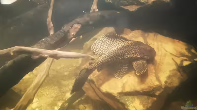 Besatz im Aquarium Südamerika 4.0 von Thomas Michel (80)