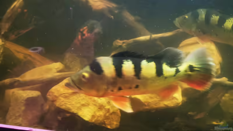 Besatz im Aquarium Südamerika 4.0 von Thomas Michel (81)