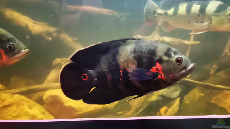 Besatz im Aquarium Südamerika 4.0 von Thomas Michel (82)