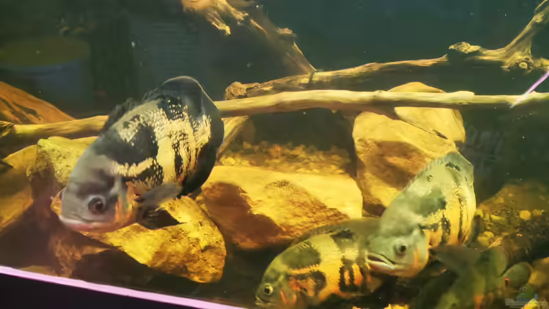 Besatz im Aquarium Südamerika 4.0 von Thomas Michel (91)