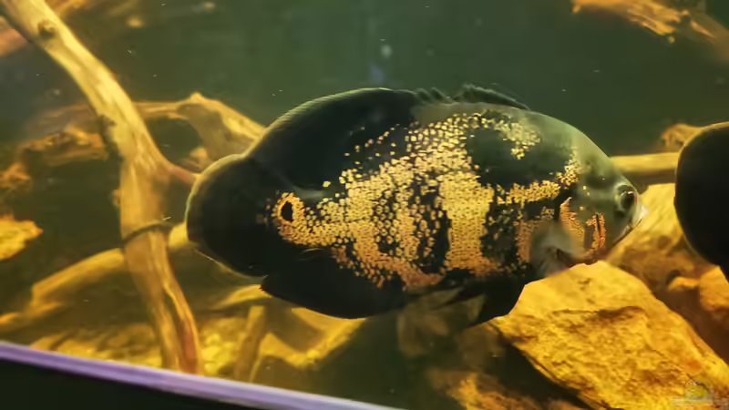 Besatz im Aquarium Südamerika 4.0 von Thomas Michel (92)