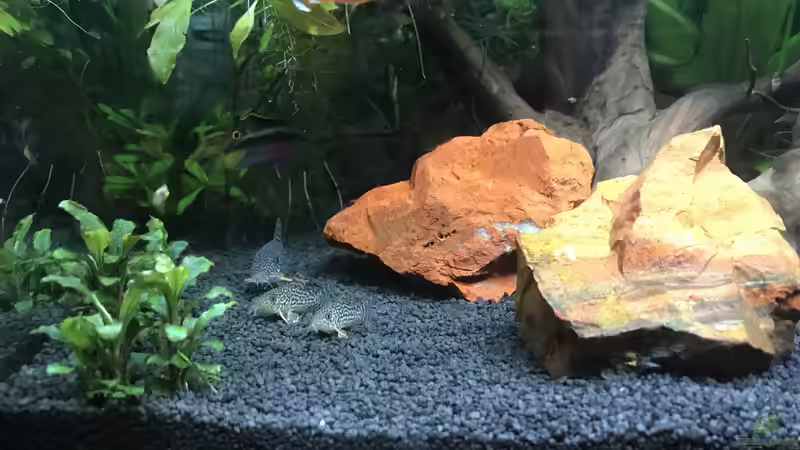 Besatz im Aquarium Südamerika am Schreibtisch von Sandra H (5)