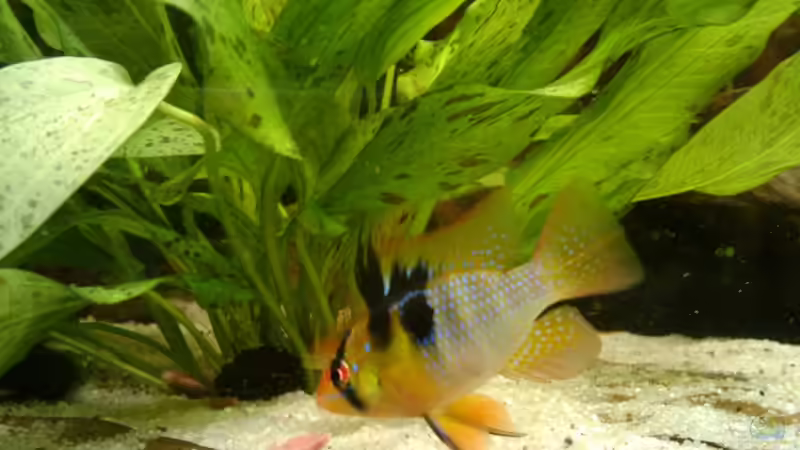 Besatz im Aquarium Südamerika Anfängerbecken von thesutti (4)