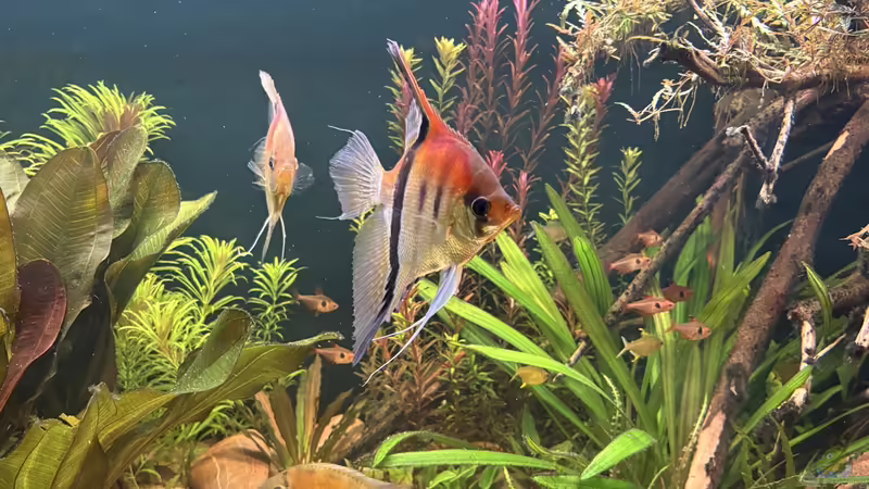 Besatz im Aquarium Südamerika Aquarium Rio Manacapuru Rotrücken 3.0 von Gernhart (5)