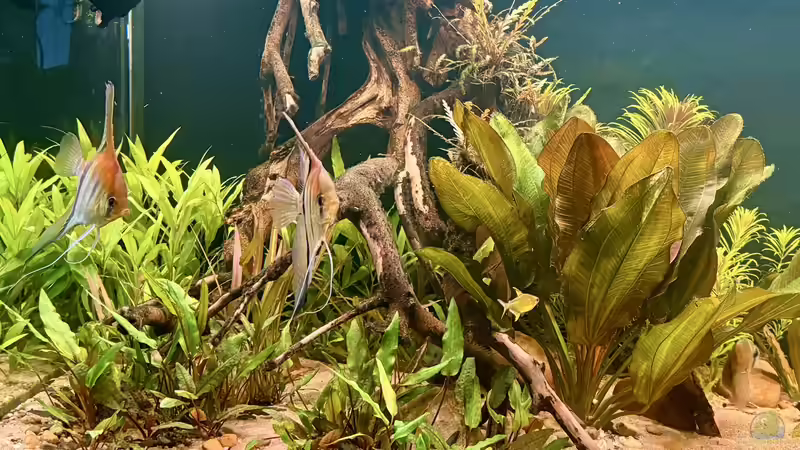 Besatz im Aquarium Südamerika Aquarium Rio Manacapuru Rotrücken 3.0 von Gernhart (6)