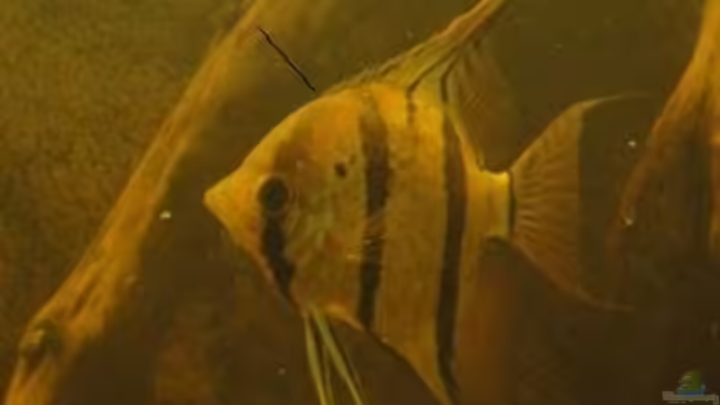 Besatz im Aquarium Südamerika Biotop (Existiert nicht mehr) von Laura (39)