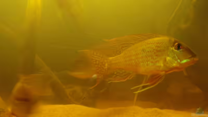 Besatz im Aquarium Südamerika Biotop (Existiert nicht mehr) von Laura (40)