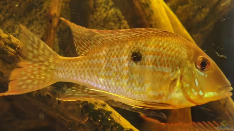 Besatz im Aquarium Südamerika Biotop (Existiert nicht mehr) von Laura (42)