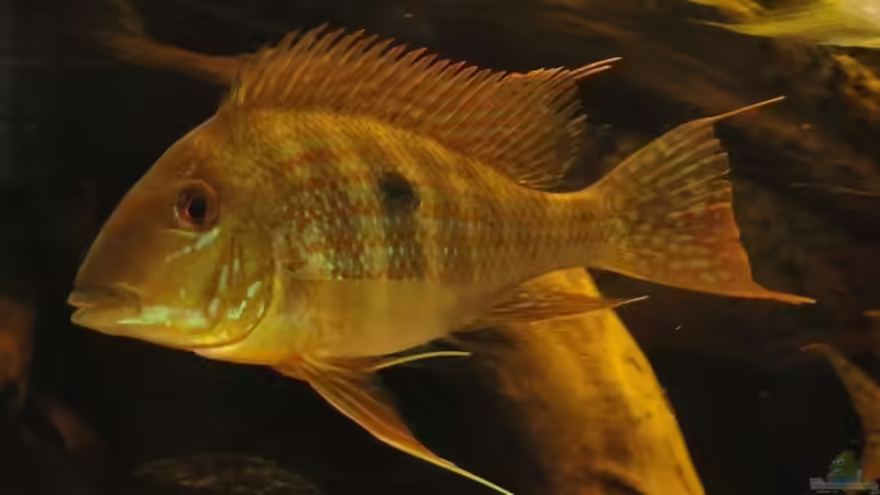 Besatz im Aquarium Südamerika Biotop (Existiert nicht mehr) von Laura (44)