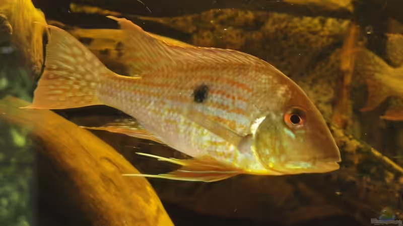 Besatz im Aquarium Südamerika Biotop (Existiert nicht mehr) von Laura (45)