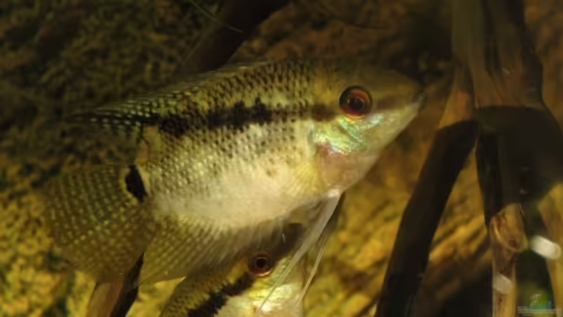 Besatz im Aquarium Südamerika Biotop (Existiert nicht mehr) von Laura (56)