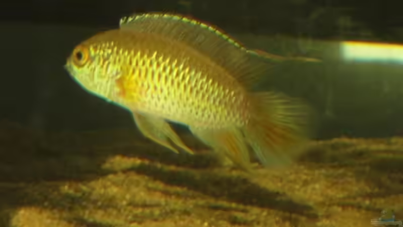 Besatz im Aquarium Südamerika Biotop (Existiert nicht mehr) von Laura (58)