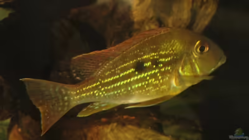 Besatz im Aquarium Südamerika Biotop (Existiert nicht mehr) von Laura (59)