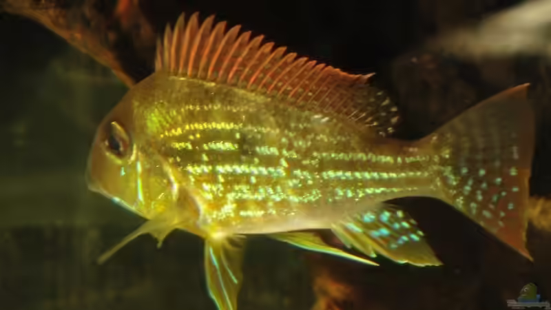 Besatz im Aquarium Südamerika Biotop (Existiert nicht mehr) von Laura (60)