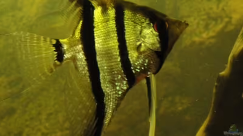 Besatz im Aquarium Südamerika Biotop (Existiert nicht mehr) von Laura (62)