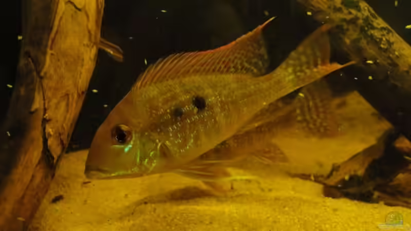 Besatz im Aquarium Südamerika Biotop (Existiert nicht mehr) von Laura (65)