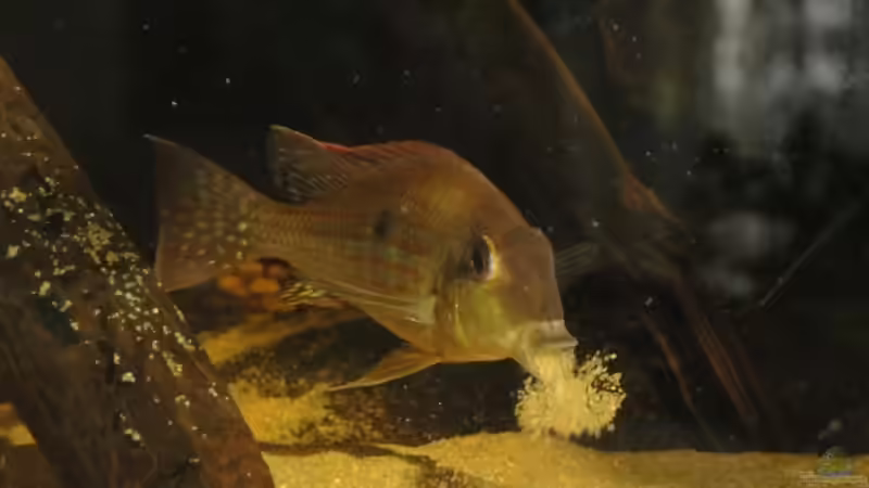 Besatz im Aquarium Südamerika Biotop (Existiert nicht mehr) von Laura (68)