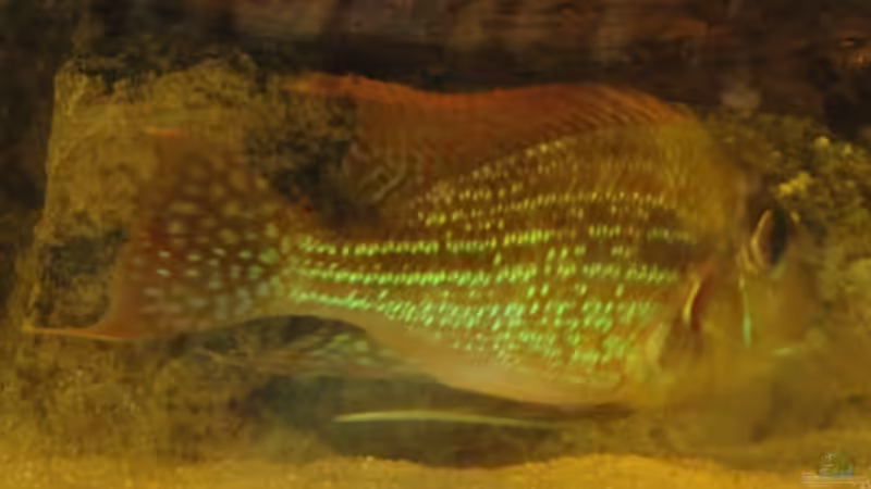 Besatz im Aquarium Südamerika Biotop (Existiert nicht mehr) von Laura (70)