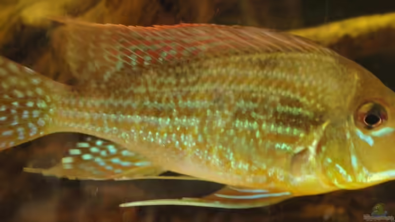 Besatz im Aquarium Südamerika Biotop (Existiert nicht mehr) von Laura (72)