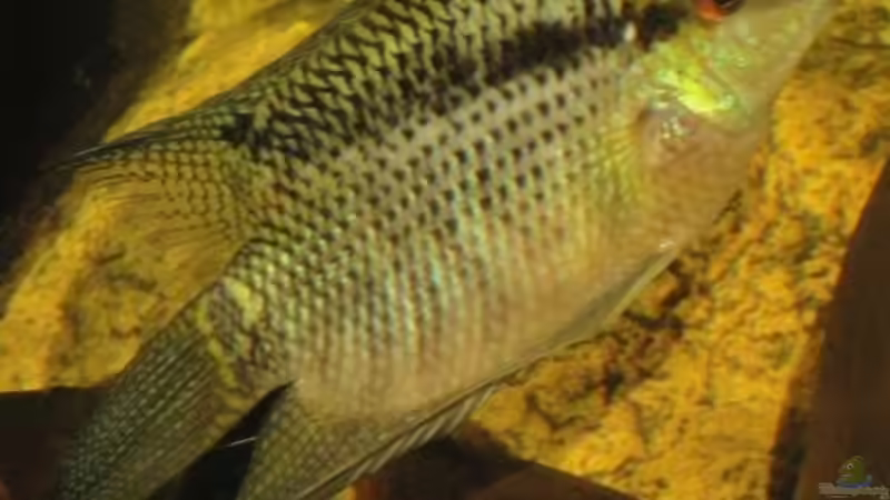 Besatz im Aquarium Südamerika Biotop (Existiert nicht mehr) von Laura (73)