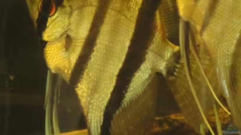 Besatz im Aquarium Südamerika Biotop (Existiert nicht mehr) von Laura (75)