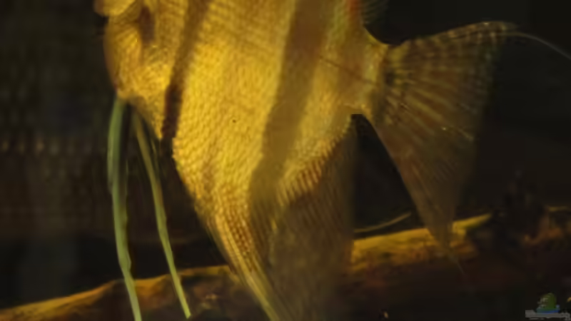 Besatz im Aquarium Südamerika Biotop (Existiert nicht mehr) von Laura (76)