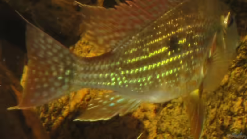 Besatz im Aquarium Südamerika Biotop (Existiert nicht mehr) von Laura (77)