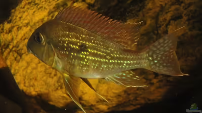 Besatz im Aquarium Südamerika Biotop (Existiert nicht mehr) von Laura (79)