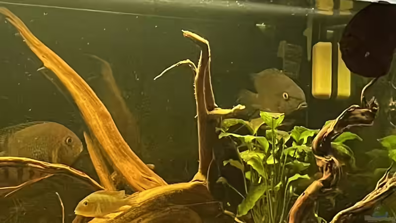 Besatz im Aquarium Südamerika Biotop von Amazonas Life (10)