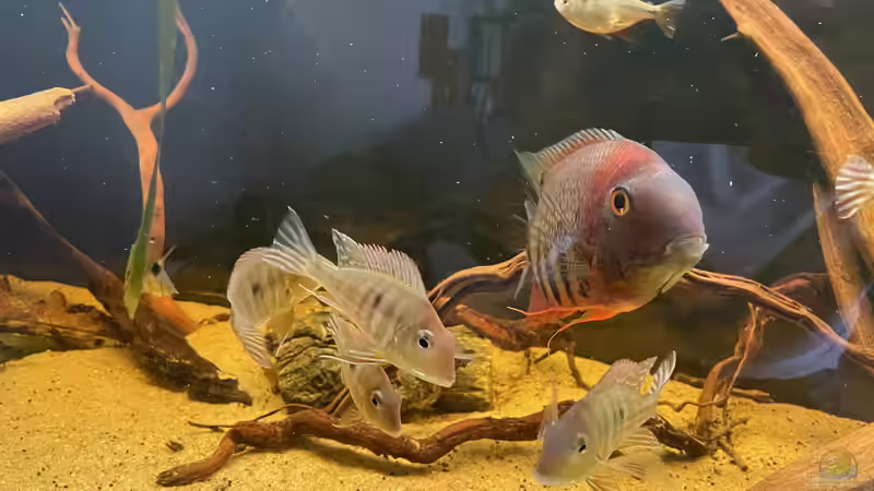 Besatz im Aquarium Südamerika Biotop von Amazonas Life (11)