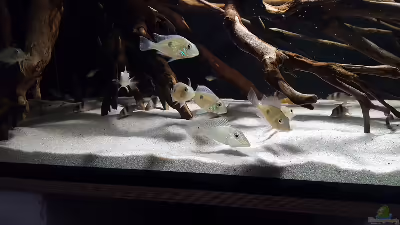Besatz im Aquarium Südamerika Biotop von Dustin Freimuth (5)
