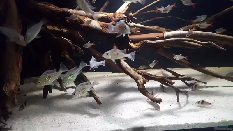 Besatz im Aquarium Südamerika Biotop von Dustin Freimuth (7)