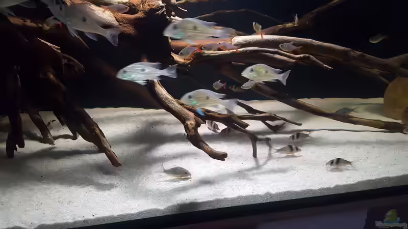 Besatz im Aquarium Südamerika Biotop von Dustin Freimuth (8)