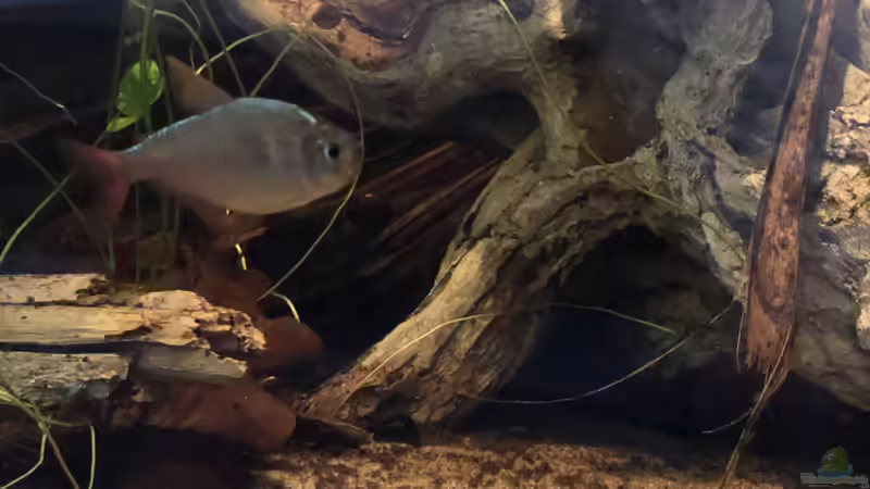 Besatz im Aquarium Südamerika Biotop von K.S. (11)